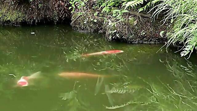 Gma-056 Bondage Training Wife: An Evil Managing Directo - Kate K