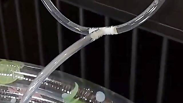 Trichter Pisse Mit Miss Medea